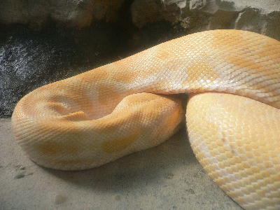円山動物園 蛇 です きなこのきまぐれ日記