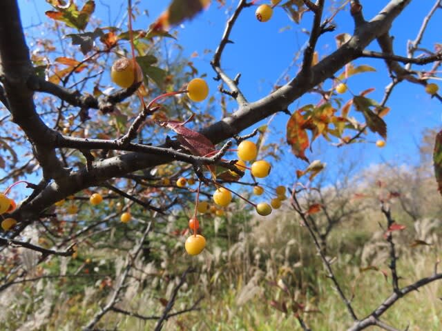 高ボッチ高原・鉢伏山で最近見る事の出来る実・種　キミズミ（黄実酢実）の梨状果（なしじょうか）