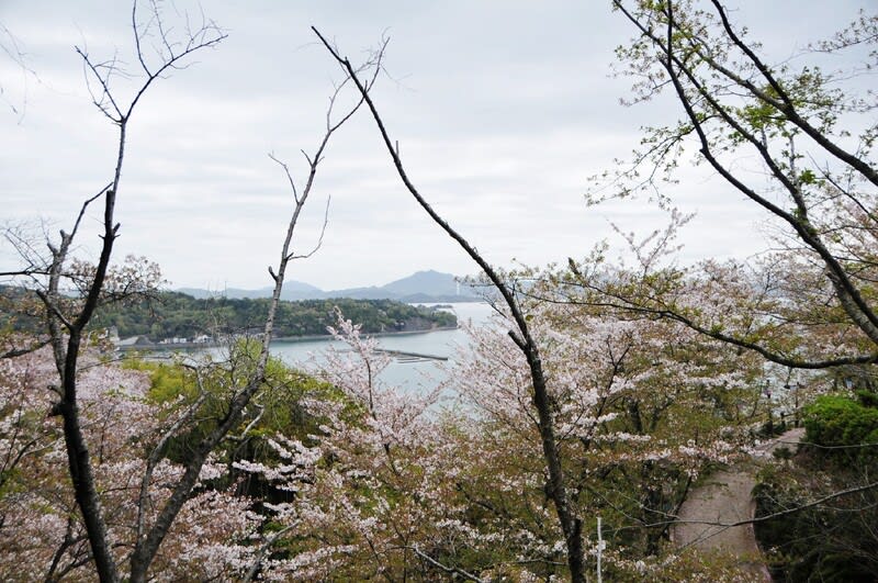 瀬戸内の桜 安芸津町 正福寺山公園 その２ 綺麗な写真 日々出来事