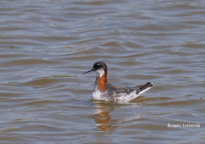 あの謎の鳥の正体は アカエリヒレアシシギ 気楽にとり 鳥 撮り 歩き