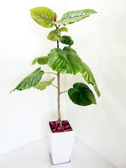 観葉植物フィカス ウンベラータの特徴と育て方 観葉植物ひろば Foliage Plant
