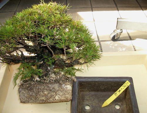 松盆栽の植え替え 趣味の園芸