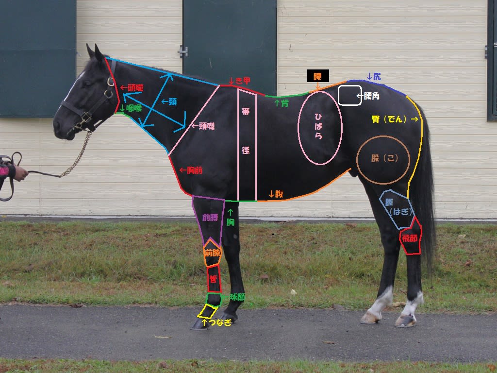 馬体の各部位 べるふぃの相馬眼研究所 馬体の各部位 べるふぃの相馬眼研究所