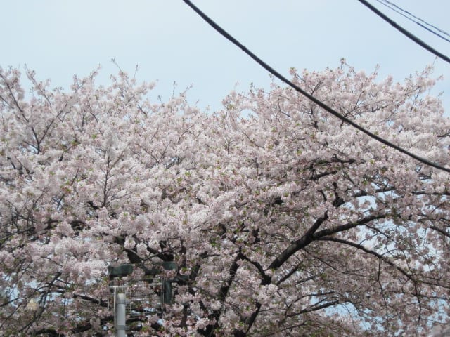 イメージ 7