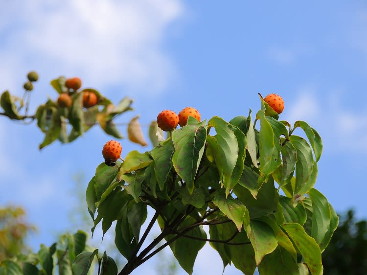 木の実５種 リンゴ クリ コブシ ハクモクレン ヤマボウシ 筑前の国からこんにちは
