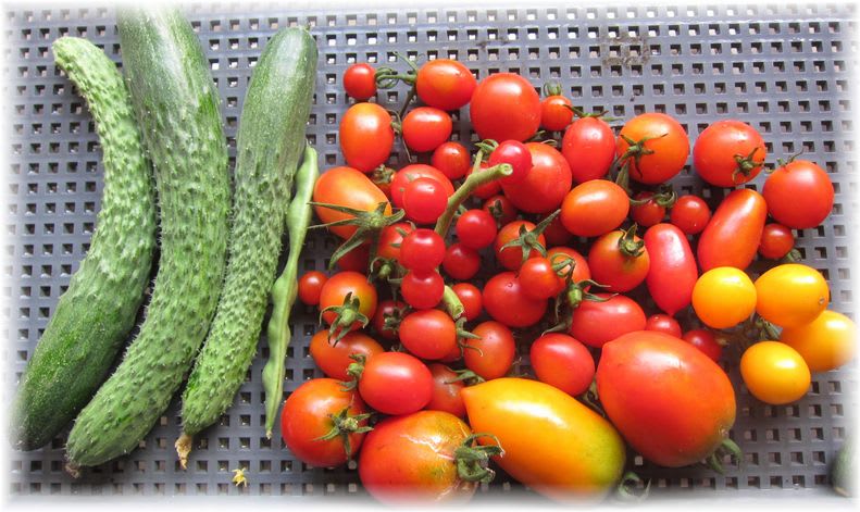 採れたて野菜 2011年8月14日