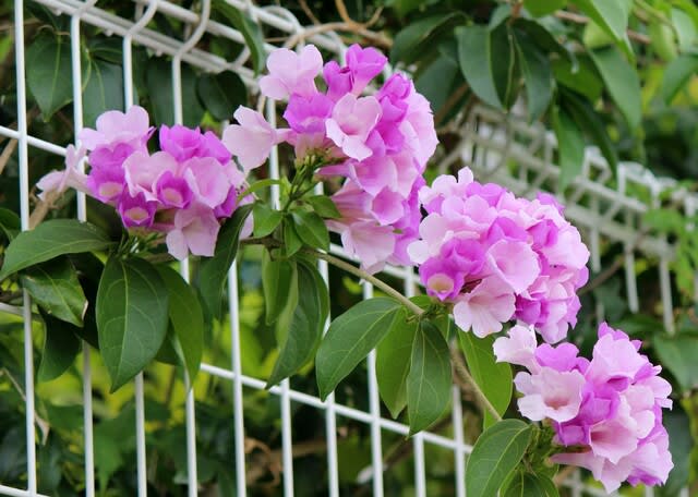 ニンニクカズラの花 沖縄の史跡と沖縄四季の花