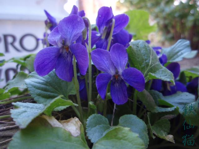 花 すみれ 紫 1 1 鉄仙猫