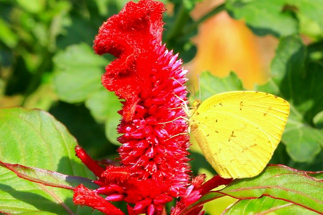 ケイトの赤い花の蜜を吸う黄色い蝶 チワワのシフォンちゃん