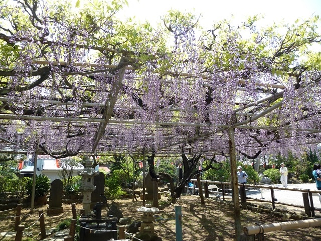 2014年 gwイベント情報 高圓寺 高円寺 の長寿藤が満開 4月29日 5月6日藤まつり開催 市川市でblog 2014年 gwイベント情報 高圓寺 高円寺 の長寿藤が満開 4月29日 5月6日藤まつり開催 市川市でblog