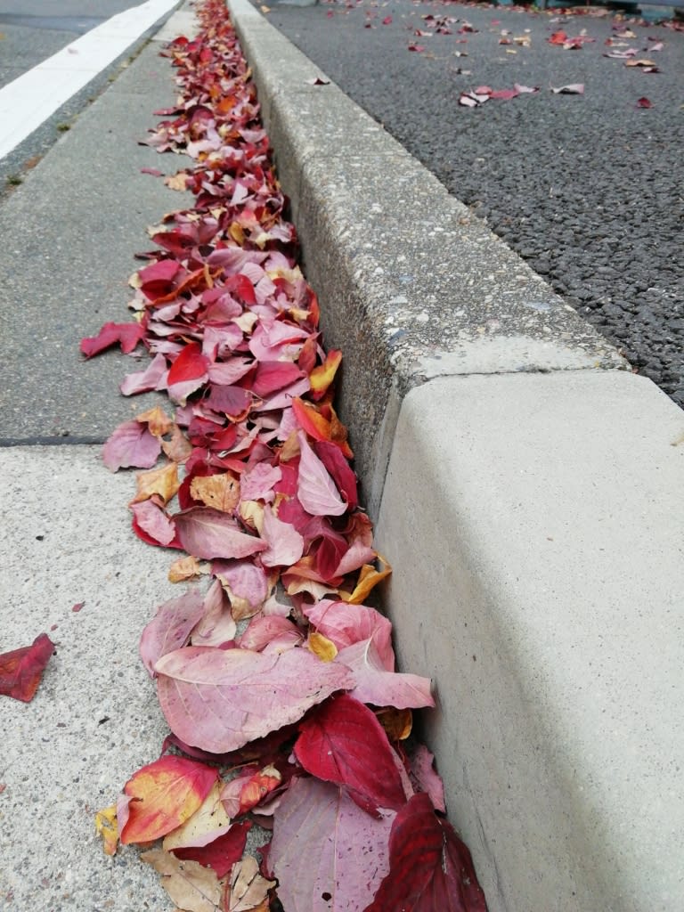 落ち葉 花撮り爺さんの日記 やっとかめヒコたろう