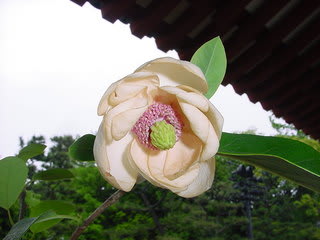 奈良県薬師寺のオオヤマレンゲ（大山蓮華） - peaの植物図鑑