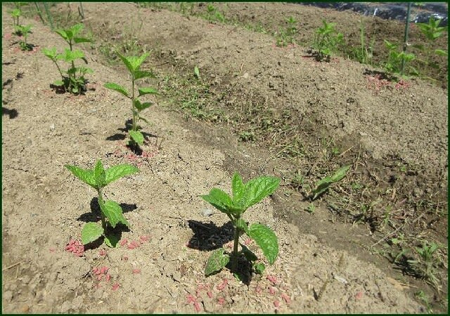 雑草に囲まれて チョロギ の苗が土の中から顔を出しているのに気が付いて 花咲爺やの気まぐれ通信