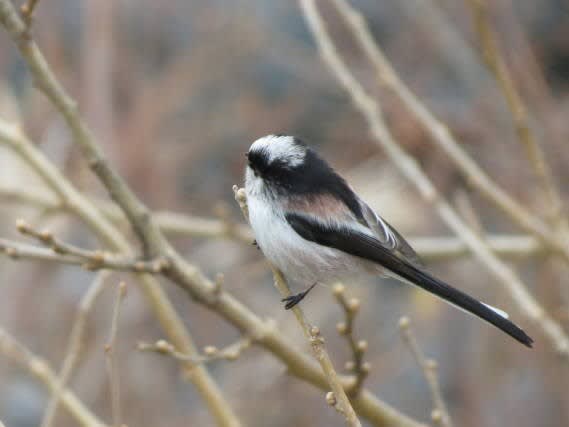 日本で２番目に小さな鳥 エナガです 日々遊遊