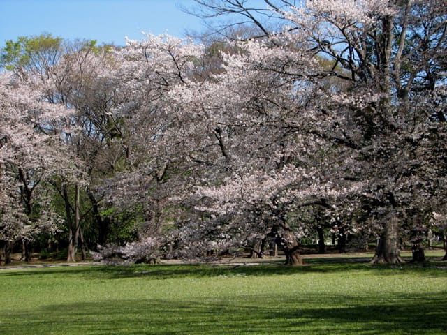 砧公園の桜風景 Granma のデジカメ写真日記