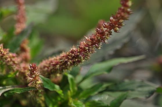 帰化植物 畑地の痛い雑草 ハリビユ MIRACLE NATURE奄美大島の自然