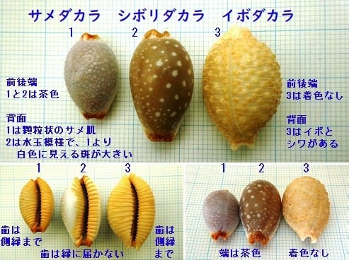 平成31年新春宝貝詣 4 信州自由人 平成31年新春宝貝詣 4 信州自由人