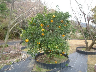柑橘類の剪定 チコちゃんの別荘ライフ