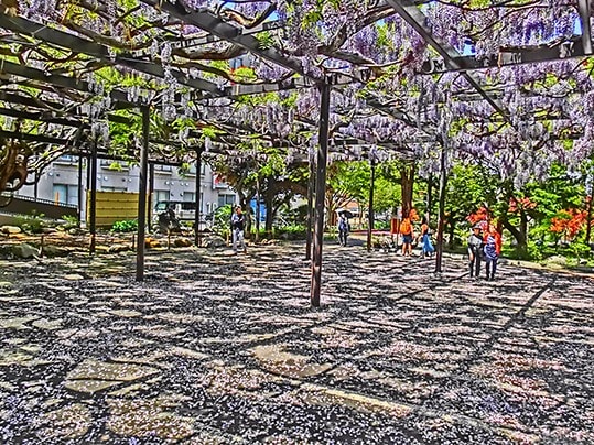天神ふじと大通公園のライラック祭り 紅露の写真日誌 北の大地 夢空間