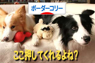 日本ブログ村 犬ブログ ボーダーコリーへ
