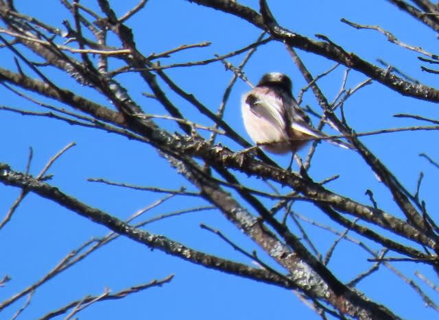 高ボッチ高原・鉢伏山で見た鳥　エナガ（柄長）