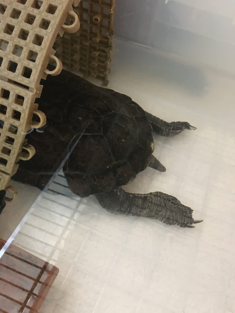 寝姿っていいですね クサガメと一緒に