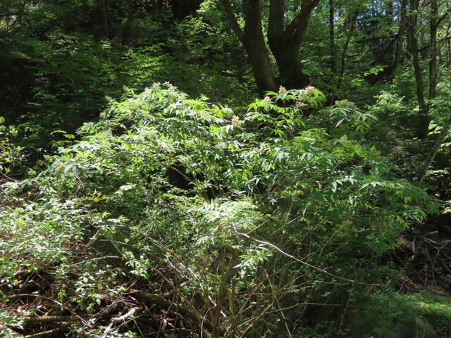 高ボッチ高原・鉢伏山の植物　ニワトコ（接骨木）
