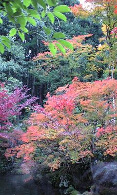 正真正銘湖国随一の紅葉スポット２