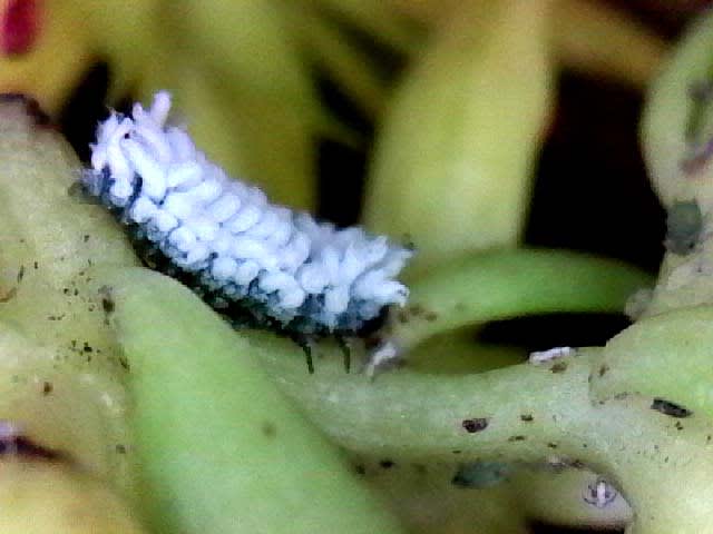 カイガラムシに擬態するクロヒメテントウムシ幼虫の拡大観察 北海道昆虫同好会ブログ