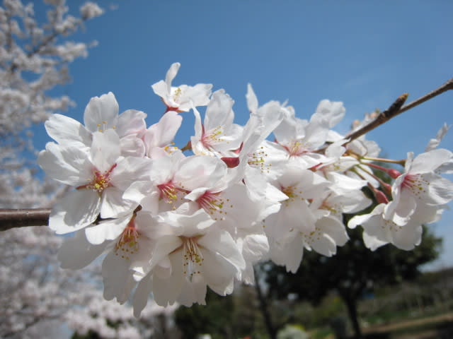 堀内公園へ行ってきましたの画像