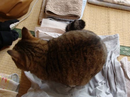 洗濯物の上に座る猫 - ろんろん猫日記