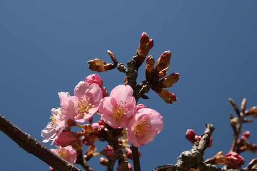 河津桜・マクロ♪