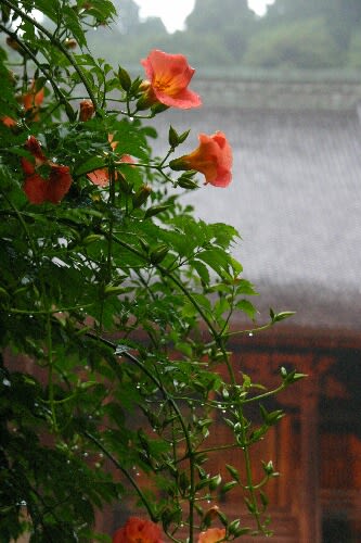 御霊神社17：15～妙本寺18：30