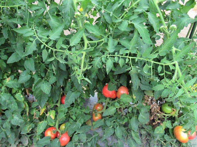 トマト連続摘芯栽培 21 ３回目の捻枝 収穫は最盛 里山悠々録