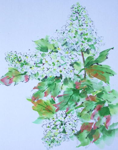 柏葉アジサイ ６号色紙 バイオレットのお絵かき ダイアリー