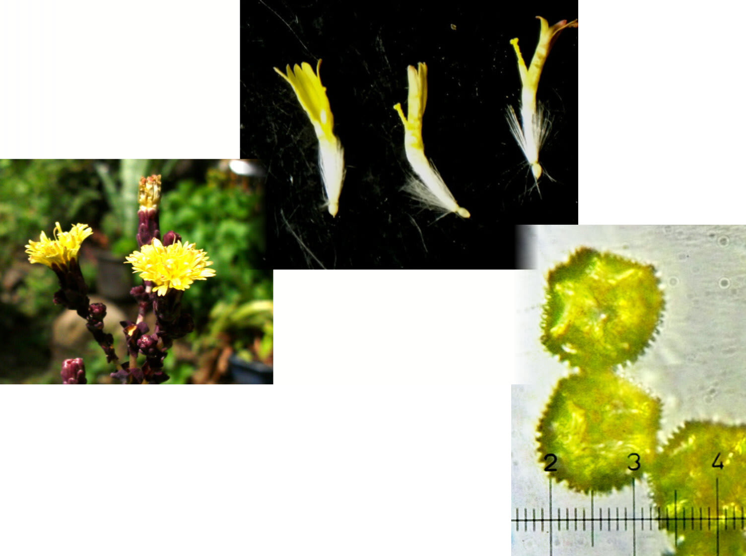 レタスの花 きく科 マイクロメートルの世界 自然観察