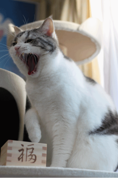 春が来た ねことねことねこと 春が来た ねことねことねこと