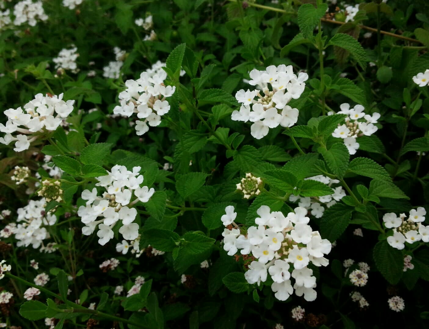 白とピンクの小花 シレネユニフローラなど 雑木と宿根草とクレマチスの小さな庭づくり