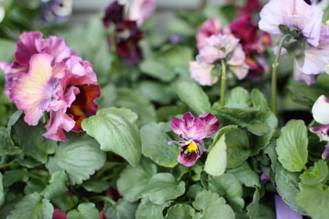 ムーランフリルとおしゃれテラコッタ 秋田の寄せ植え ナチュリア Simple Smilelife
