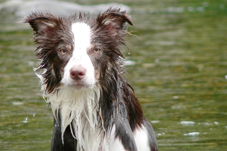 bordercollie_ボーダーコリー