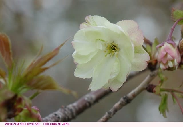 ウコン 鬱金 桜 散歩写真 ウコン 鬱金 桜 散歩写真
