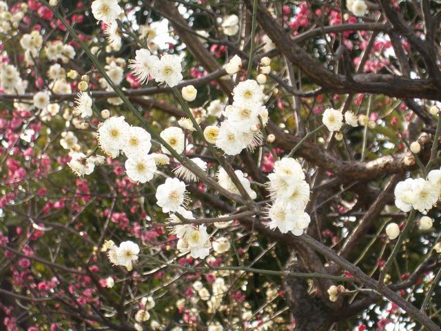 梅の花 ポップライフ
