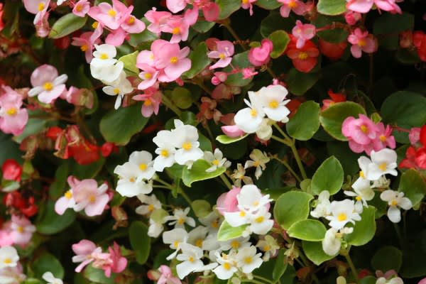 ベゴニア 四季を通しても楽しめる花は2月3日の誕生花 Aiグッチ のつぶやき