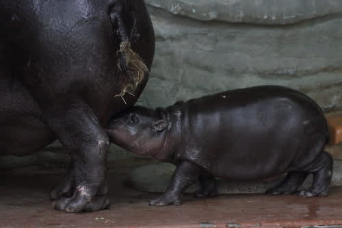 コビトカバの赤ちゃん動画 本日分 Marigold Sky ２