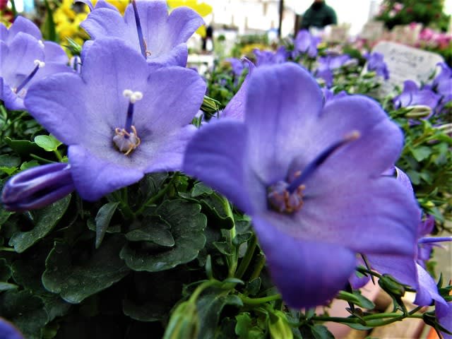 爽やかな色合い カンパニュラ メリーベル の花散歩 ムツゴロウ の花散歩 爽やかな色合い カンパニュラ メリーベル の花散歩 ムツゴロウ の花散歩