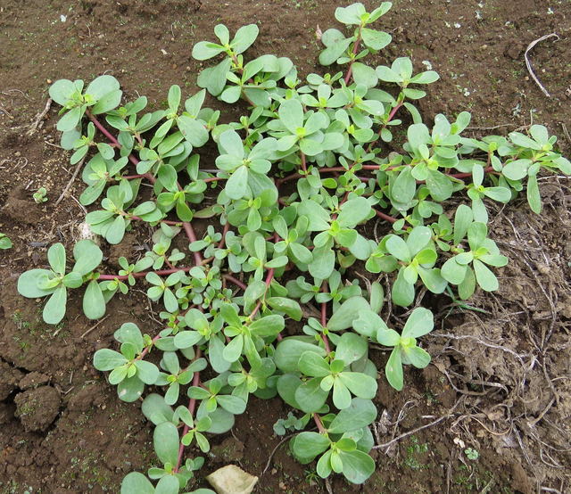 スベリヒユ 日照り草 千葉県 畑 山と海 のつれづれブログ 花を肴に話題はあちら此方にすぐ飛びます