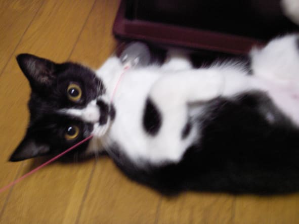 10 2 猫白血病 闘病の選択 ショウ頑張れ 保護された小さなショウの猫白血病物語 10 2 猫白血病 闘病の選択 ショウ頑張れ 保護された小さなショウの猫白血病物語