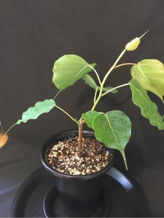 インドボダイジュ ふ たろの植物日記 観葉植物 サボテン 多肉植物 インドボダイジュ ふ たろの植物日記 観葉植物 サボテン 多肉植物