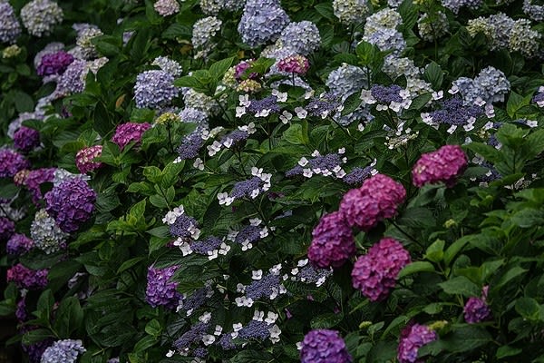 吉備津神社 紫陽花 万華鏡 吉備津神社 紫陽花 万華鏡