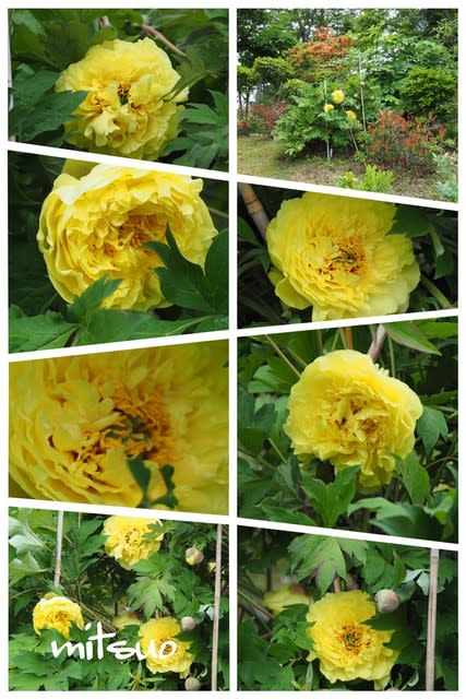 牡丹・金晃の花が咲きました」 MY GARDEN 2019.06.12撮影 - 団塊